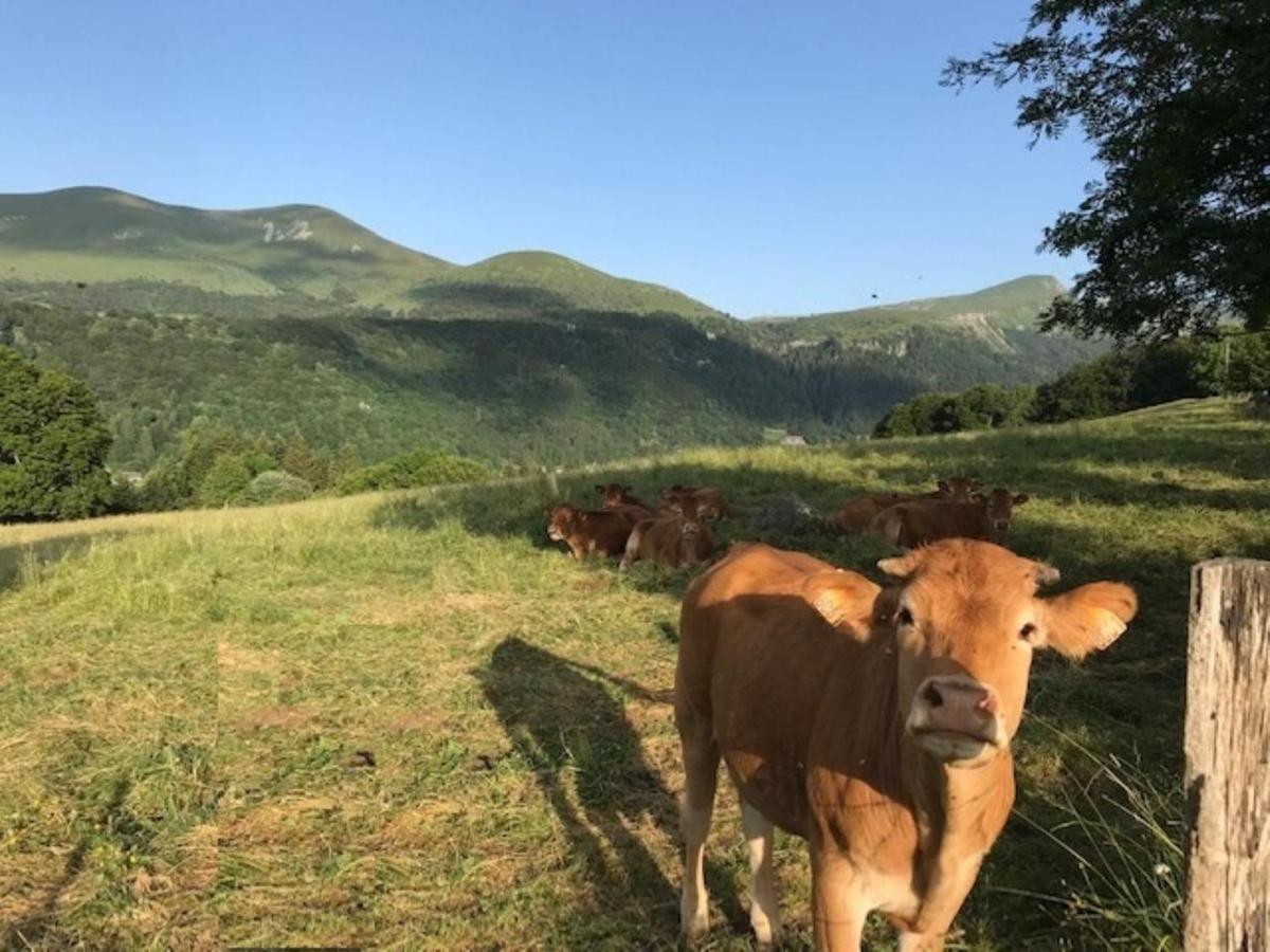 Mont-Dore T3 Duplex Avec Wifi Et Animaux Admis - Fr-1-608-26 Zewnętrze zdjęcie